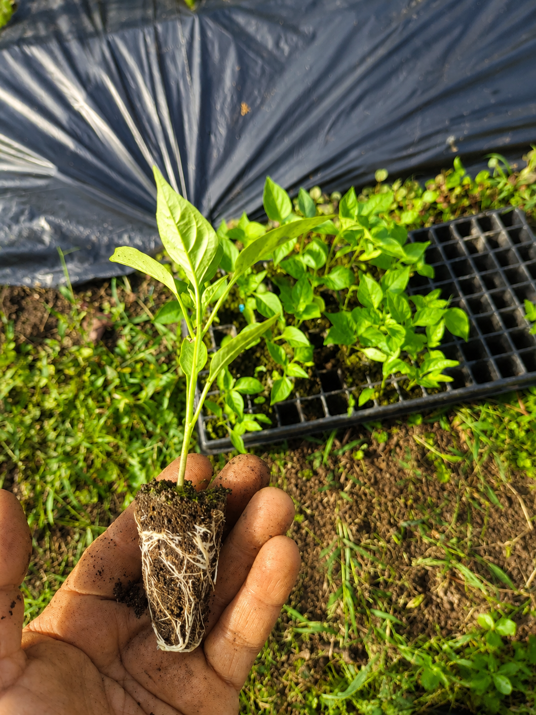 Agroecología y tecnologías apropiadas